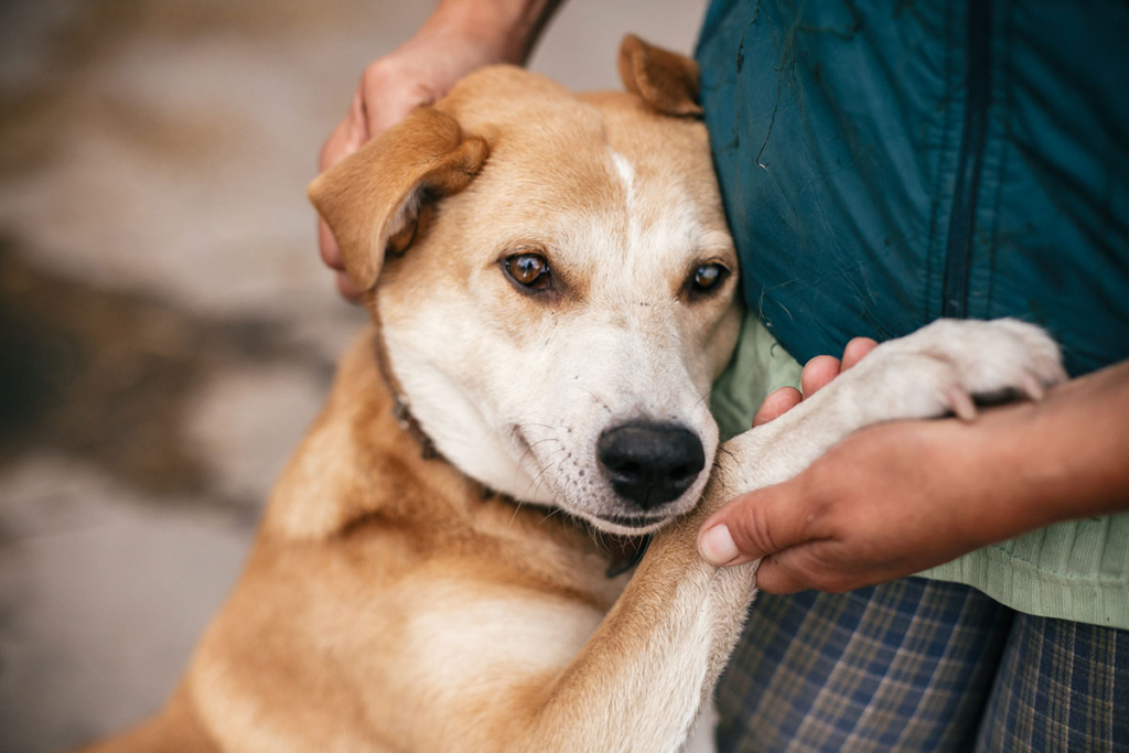 assistance animals
