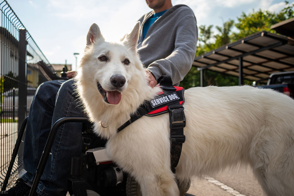service dog