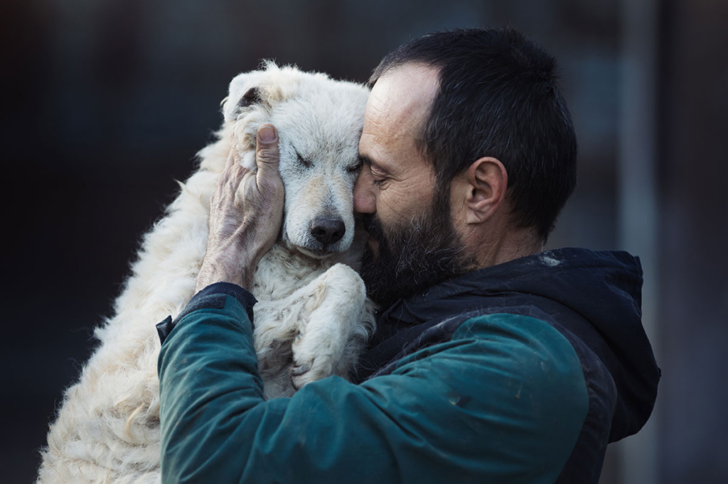 assistance animals in supportive housing